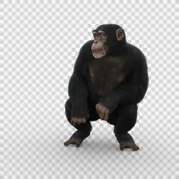 Chimpanzee crouching and looking to the side. Stock Illustration
