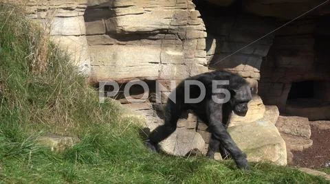 Chimpanzee on dry grass area in front of mountain rocks Stock Photos