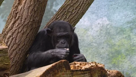 An chimpanzee eating. Stock Footage 270887943