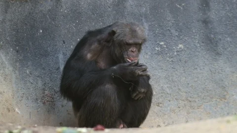 Chimpanzee Eats an Apple 2 Stock Footage 93558220