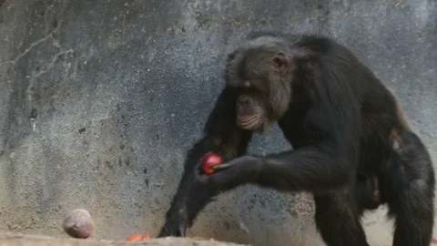 Chimpanzee Eats an Apple Stock Footage 93558470