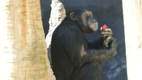 Chimpanzee Eats an Apple Smiling Video stock 93556663