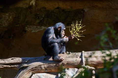 Chimpanzee eats leaves from a tree branch Stock Photos