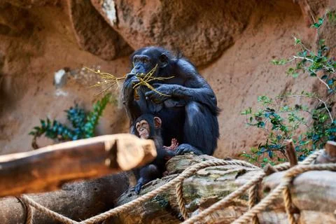Chimpanzee eats leaves from a tree branch Stock Photos
