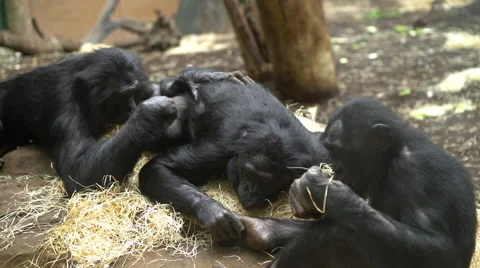 Chimpanzee family grooming each other while laying down in straw 4k 스톡 동영상 59676055