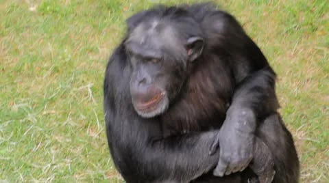 Chimpanzee Video stock 8966400