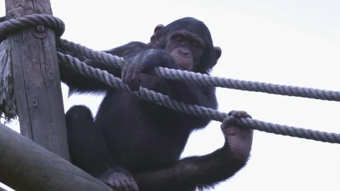 Chimpanzee Video stock 110989896