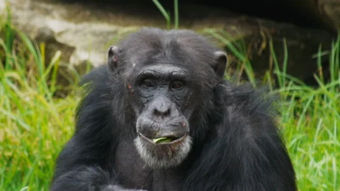 Chimpanzee Stock Footage 132375197