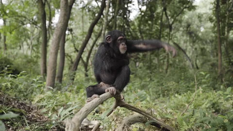 A chimpanzee in the forest Stock Footage 226368454