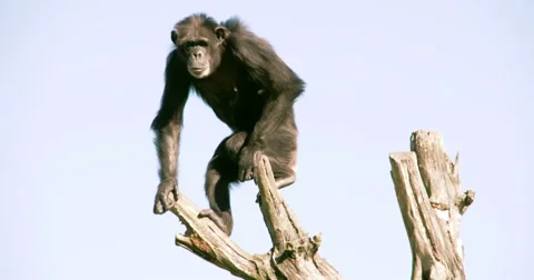 Chimpanzee is going down from the tree fs700 4k Vídeos de archivo 43151586