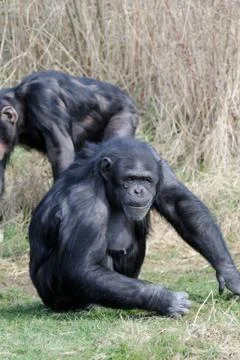 Chimpanzee on grass Stock Photos
