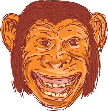 Chimpanzee Head Front Isolated Drawing Illustrazione stock
