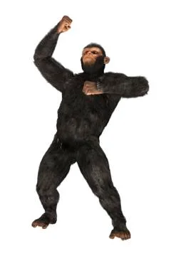 Chimpanzee Stock Illustration