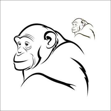Chimpanzee Stock Illustration