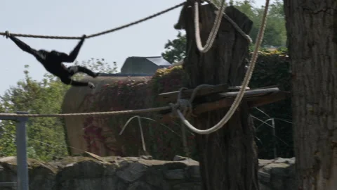 Chimpanzee jumping in slow motion Stock Footage 157881210