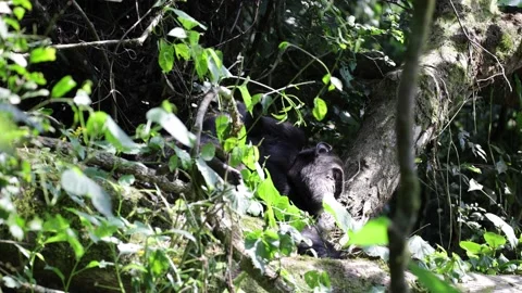 Chimpanzee lay and rest on log in sun close Stock Footage 201124389