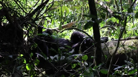 Chimpanzee lay and rest on log under thick bush during the day close Stock Footage 201124396