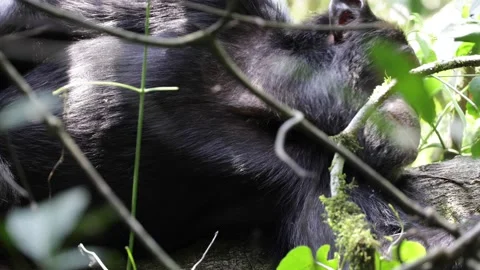 Chimpanzee lay resting on log under thick bush during the day close up Video stock 201124404