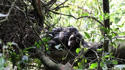 Chimpanzee lay on tree trunk on ground in rainforest close up Stock Footage 205460271