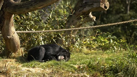 Chimpanzee lying down Stock Footage 162502171