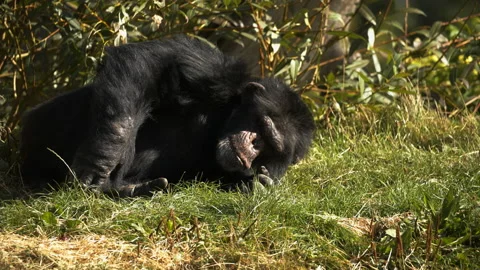 Chimpanzee lying down scratches his foot smells his hand then goes to sleep Stock Footage
