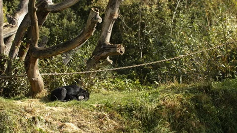 Chimpanzee lying down surrounded by trees swaying in breeze Stock Footage 162501762