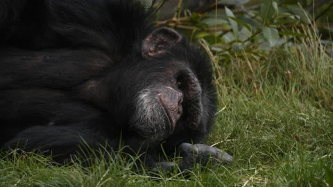 Chimpanzee lying down then licks his hand Close up Stock Footage 162501835