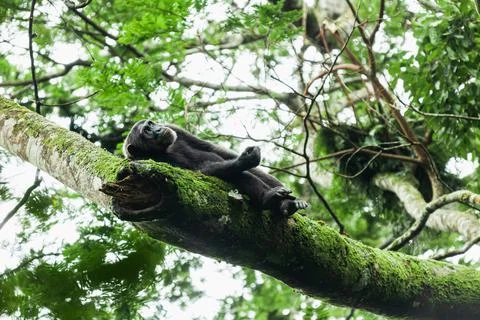 Chimpanzee lying down on the tree branch and looking up. Kibale National Park Foto stock