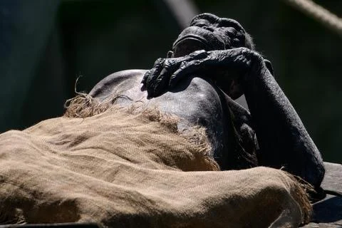 Chimpanzee lying on its back covered with a burlap sack resting with hands on Stock Photos