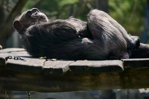 Chimpanzee lying on its back on an elevated wooden platform resting in the su Stock Photos