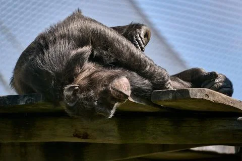 Chimpanzee lying on its side with its head hanging off the edge of a wooden p Stock Photos