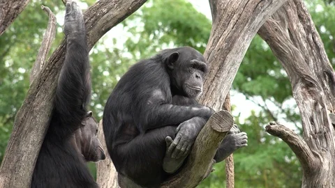 Chimpanzee Monkey Adult Pair Resting Tree Branches Stock Footage 127274853