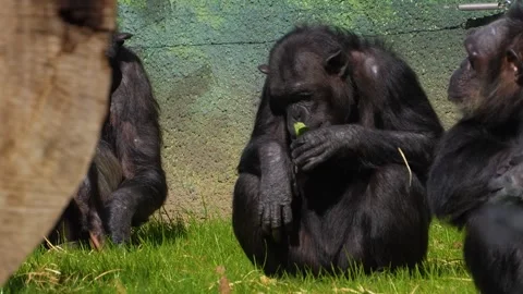 A Chimpanzee monkey close up Stock Footage 274579040