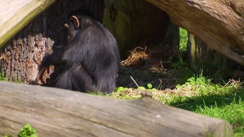A Chimpanzee monkey close up Stock Footage 274579320