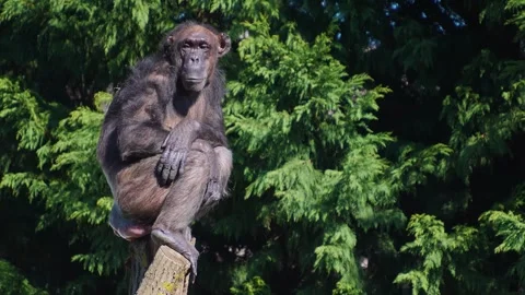 A Chimpanzee monkey close up Stock Footage 274579548