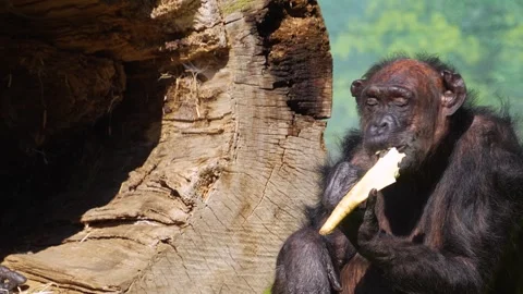 Chimpanzee monkey  eating Stock Footage 274571433