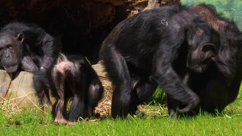 Chimpanzee monkey eating Stock Footage 274573253