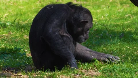 Chimpanzee monkey eating Stock Footage 274573430