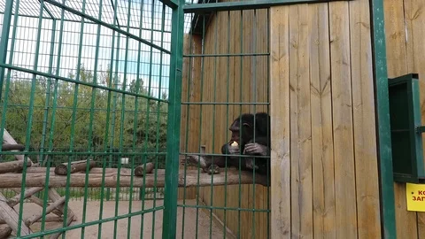 Chimpanzee monkey eats orange Stock Footage 95990680