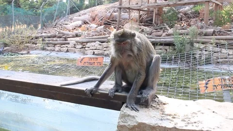 Chimpanzee, monkey, having fun in the sun 스톡 동영상 124119785