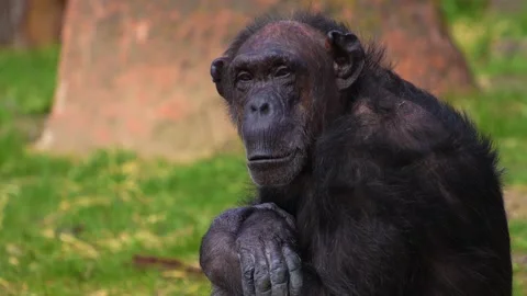 Chimpanzee monkey head Stock Footage 274572267