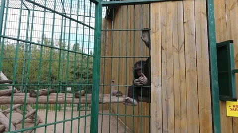 Chimpanzee monkey peels orange Video stock 95990878