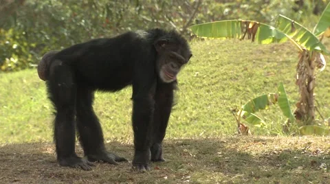 Chimpanzee Monkey Primate Adult Stock Footage 43126653