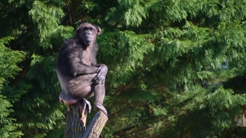 Chimpanzee monkey resting Stock Footage 274573480