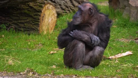  Chimpanzee monkey resting  Stock Footage 274573858