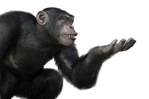 Chimpanzee monkey sitting with one arm ready to hold something, illustration Illustrazione stock