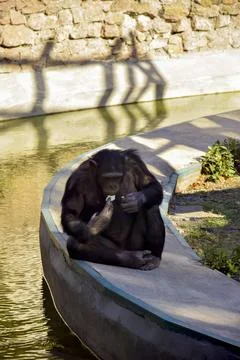Chimpanzee monkey sitting in shade of trees and eats bread thoughtfully. Stock-Fotos
