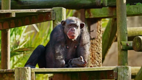 Chimpanzee monkey sitting on a tree. Watching the life of animals. Close-up Stock Footage 306761855