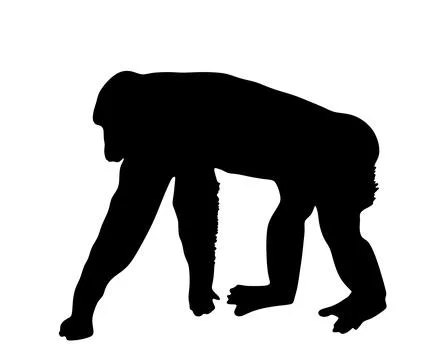 Chimpanzee monkey vector silhouette illustration isolated Illustrazione stock
