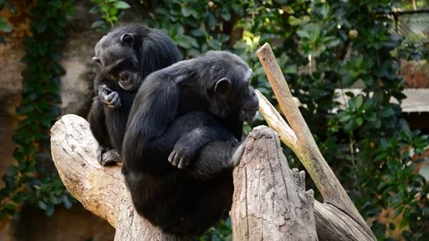 Chimpanzee monkeys sitting in a tree - Pan troglodytes Stock Footage 82958279